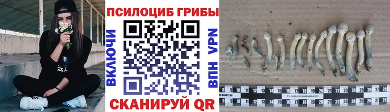 наркотики Алатырь кракен маркетплейс Псилоцибиновые грибы Psilocybe